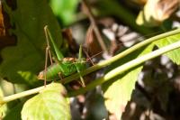 Leptophyes punctatissima