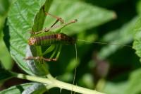 Leptophyes punctatissima
