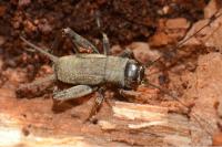 Eumodicogryllus bordigalensis
