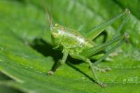 Tettigonia viridissima