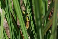 Stethophyma grossum