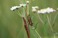 Stethophyma grossum