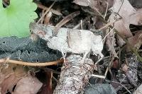 Oedipoda caerulescens