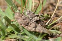 Oedipoda caerulescens
