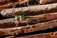 Locusta migratoria
