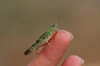 Aiolopus thalassinus