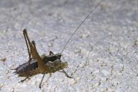 Yersinella raymondii