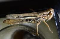 Euchorthippus elegantulus
