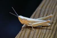 Euchorthippus elegantulus