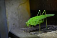 Phaneroptera nana