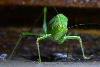 Phaneroptera nana