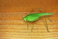 Phaneroptera nana