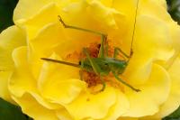 Tettigonia viridissima