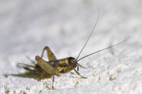 Nemobius sylvestris