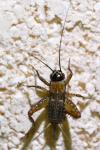 Nemobius sylvestris