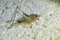 Tessellana tessellata