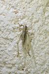 Tessellana tessellata