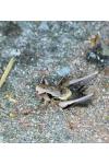 Pholidoptera griseoaptera