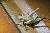 Pholidoptera griseoaptera