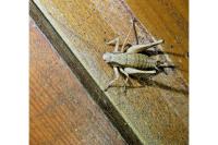 Pholidoptera griseoaptera
