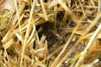 Gryllus campestris
