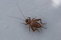 Nemobius sylvestris