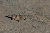 Oedipoda caerulescens caerulescens