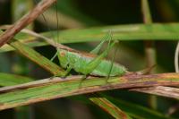 Conocephalus dorsalis
