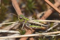 Myrmeleotettix maculatus