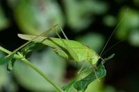 Phaneroptera nana