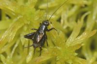 Pteronemobius heydenii