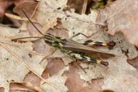 Gomphocerippus armoricanus