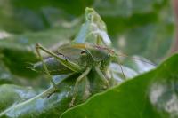 Tettigonia viridissima