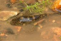 Cottus perifretum