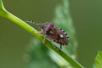 Dolycoris baccarum