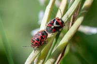 Eurydema ornata