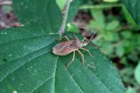 Gonocerus acuteangulatus