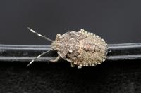 Rhaphigaster nebulosa