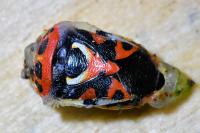 Eurydema ornata