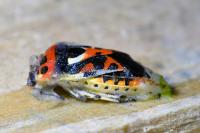 Eurydema ornata