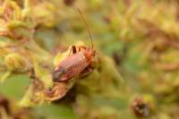 Adelphocoris ticinensis