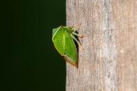 Stictocephala alta