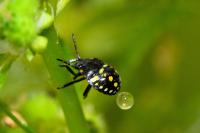 Nezara viridula