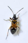 Raglius alboacuminatus