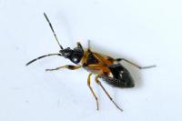 Raglius alboacuminatus