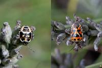 Eurydema ornata