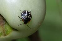 Nezara viridula