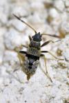 Beosus maritimus