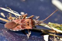 Leptoglossus occidentalis