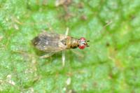 Dicyphus pallicornis